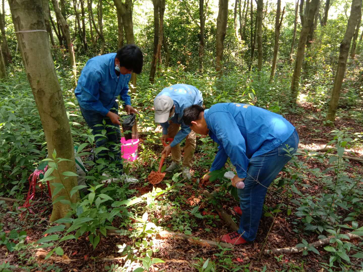 南昌德立康公司九江柴桑園林綠化白蟻防治