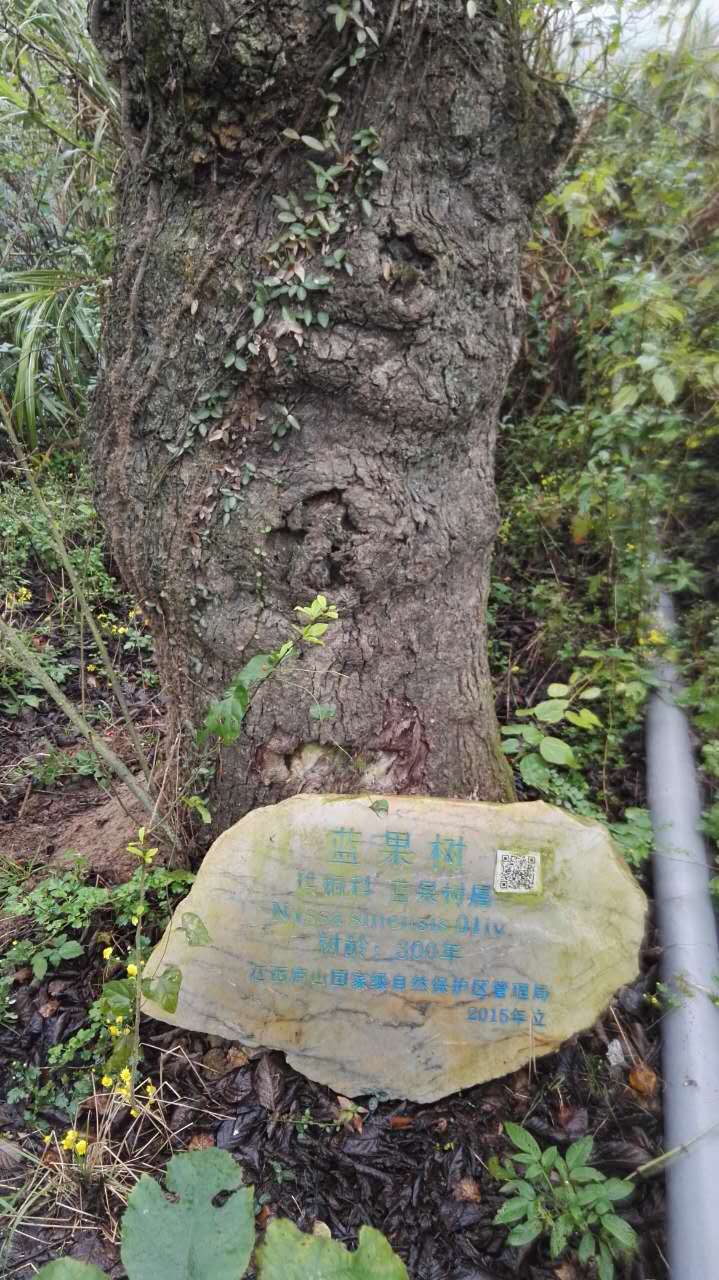 九江廬山古樹(shù)白蟻防治